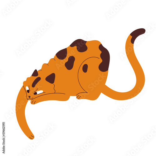 Cute naughty cat stretching paw. Funny mischievous playful bad kitty. Typical humor behavior of feline animal. Pussycat in amusing playing pose. Flat vector illustration isolated on white background