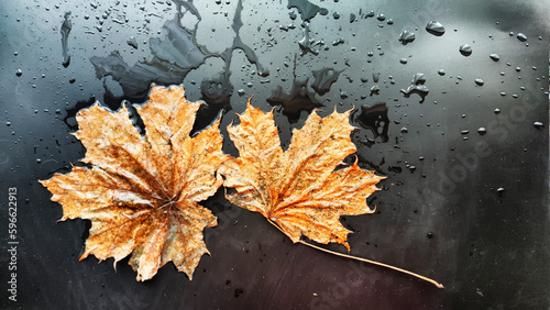 Yellow dry maple leaf in water or a puddle with drops and reflection on a black background. The concept of a sad autumn day and the withering of nature. Abstract background and texture. Partial focus