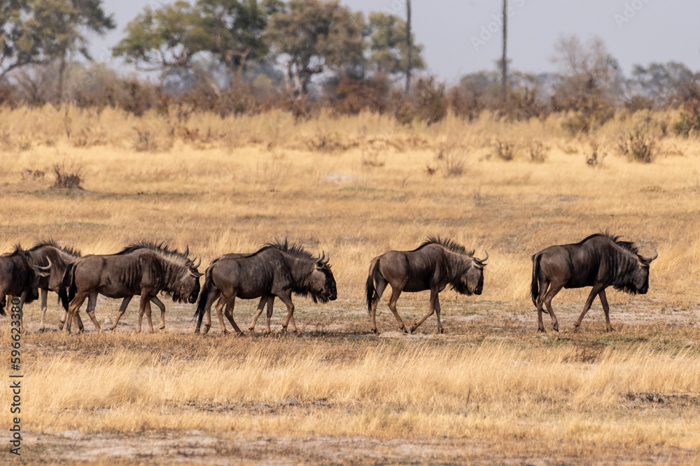 Telephoto shot of a herd of blue wildebeest - Connochaetes taurinus- walking on the plains of the Okavango Delta, Botswana. Telephoto shot of a herd of blue wildebeest - Connochaetes taurinus- walking on the plains of the Okavango Delta, Botswana.