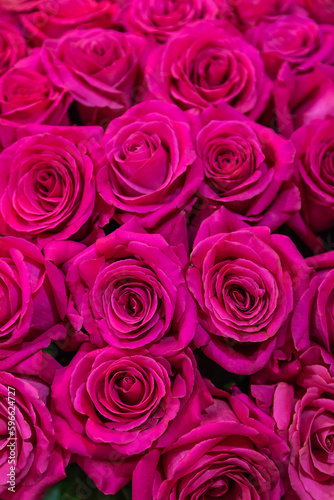 close-up roses texture natural background in pink tones