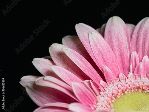 Beautiful orange-pink flower on a black background