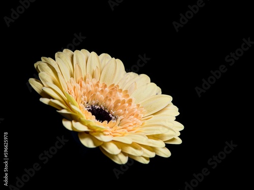 Beautiful yellow flower gerbera on a black background