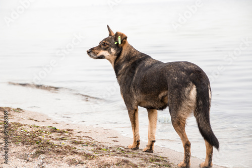 dog on beach © Vella