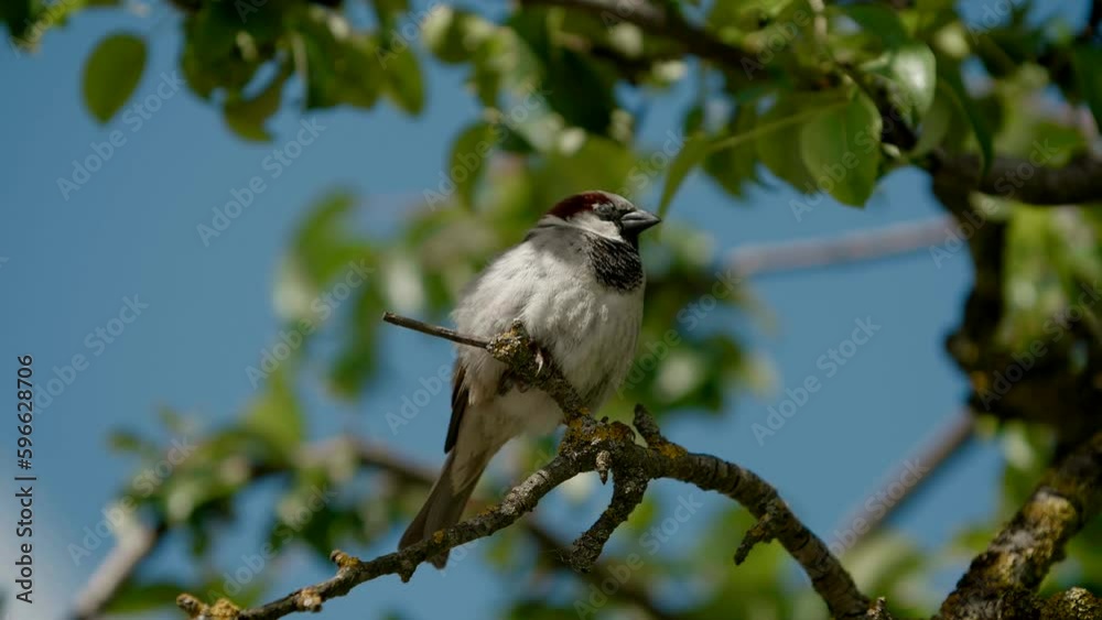 Sparrow singing on tree branches, wild bird Sparrow singing on tree branches, wild bird