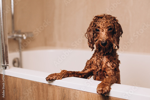 The process of washing a dog at home. A small red poodle is being washed in the bathroom. Wet dog in the bathroom