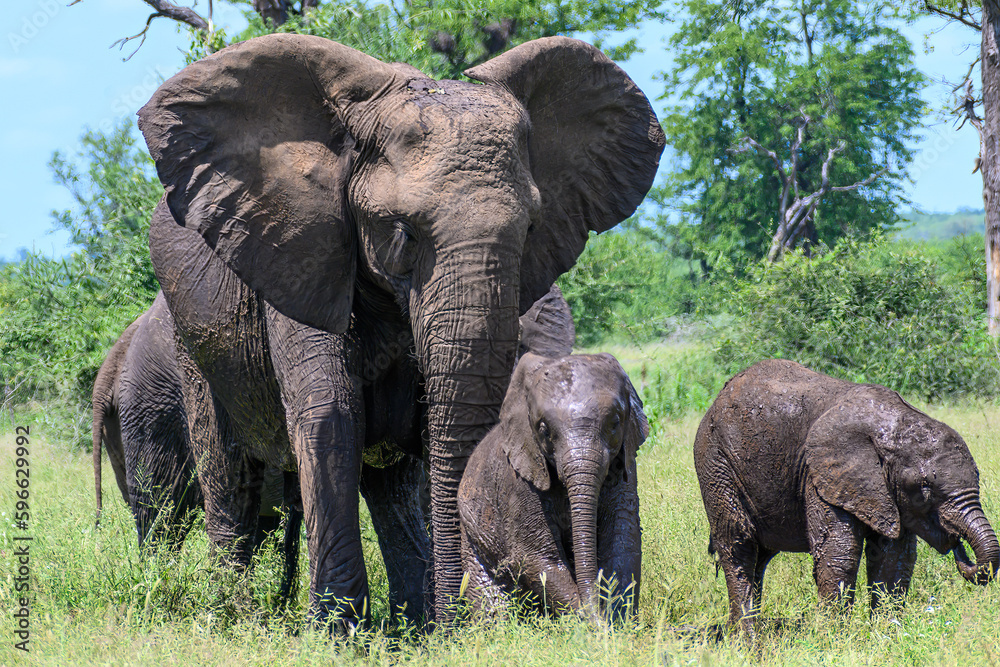 African elephant breeding herd moving across the plains with many young calves.