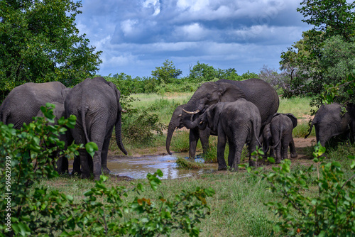 Breeding African elephant herd drinking from a small pool of rainwater in the open savanna
