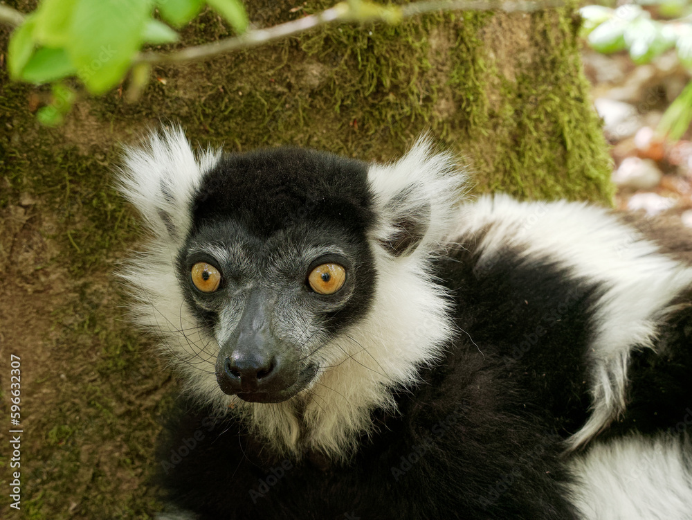 Black and white ruffed lemur. Portrait. Close-up 