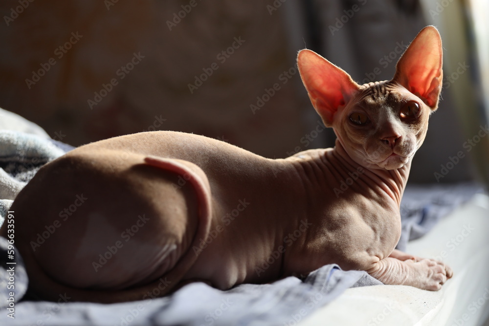cat breed canadian sphynx lies on the bed