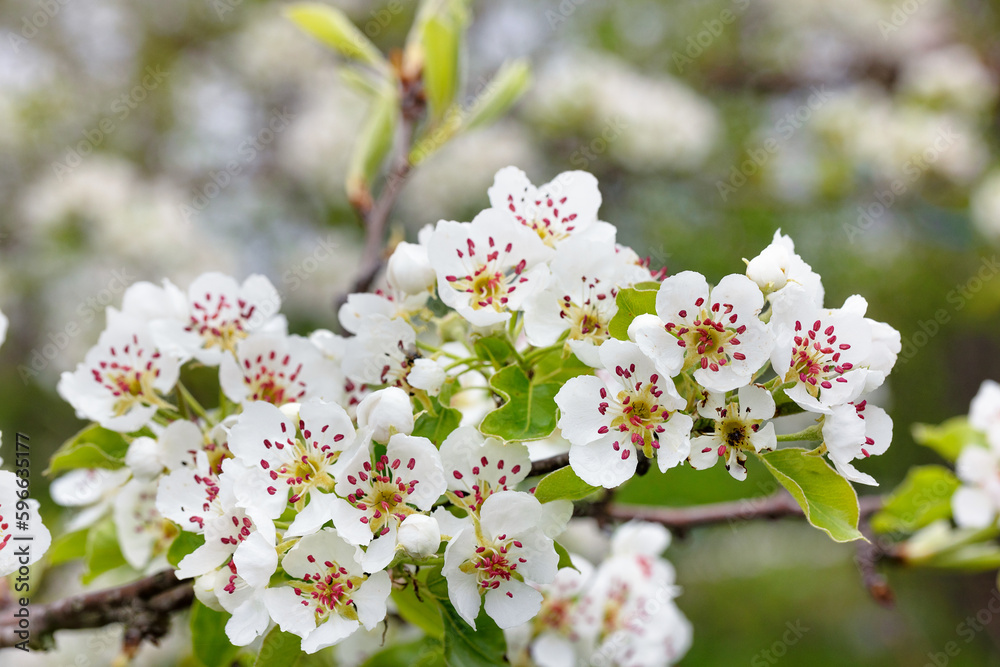 Blooming pear branch on a blurred background of garden greenery in early spring. Blooming pear branch on a blurred background of garden greenery in early spring.