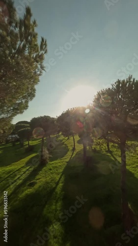 Volando sobre los árboles de un bosque de pinos en primavera