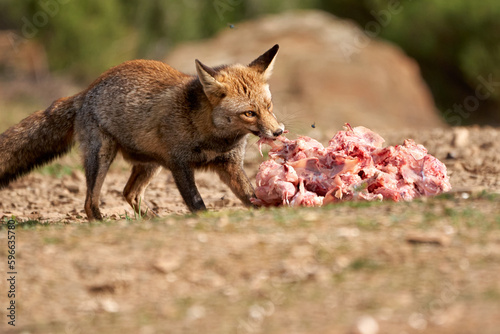 Beautiful portrait of a common fox biting a big piece of meat while tearing off some meat to take away  with flies around in the sierra de andujar natural park  in andalucia  spain