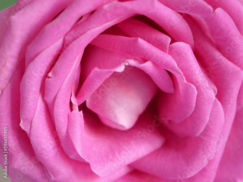 Beautiful pink rose flower background. Macro
