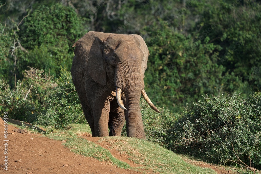 Elephant ngorongoro africa