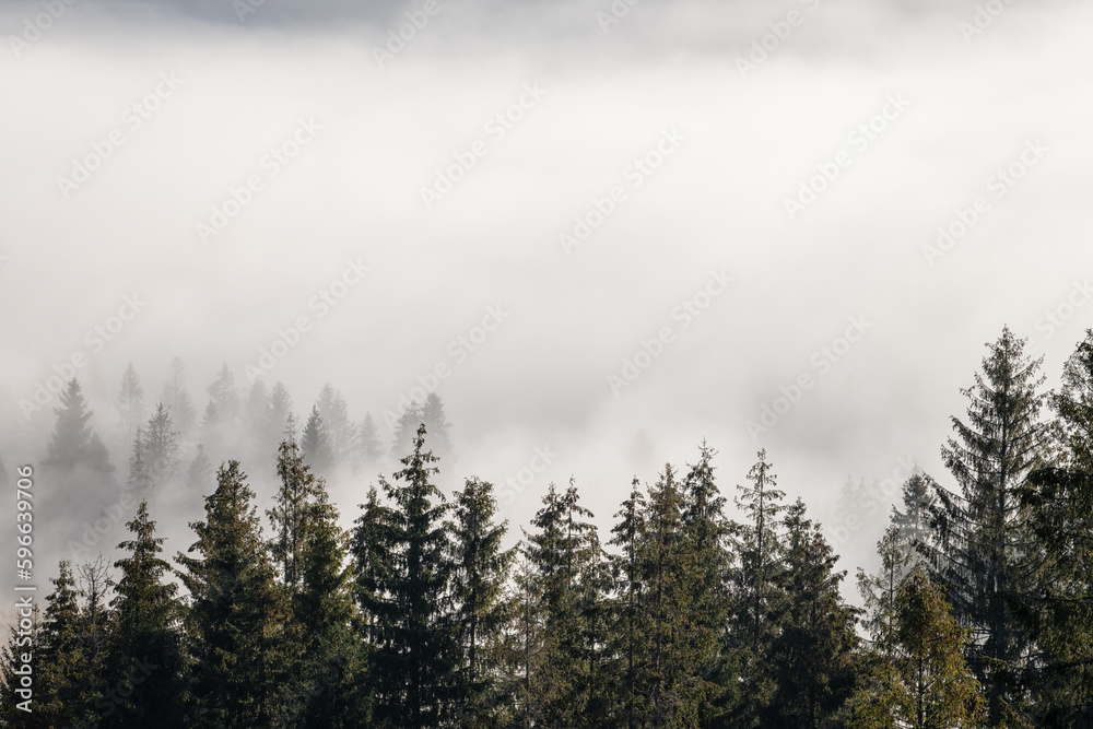 Misty landscape with fir forest in the morning, scenic view of treetops in the clouds, natural outdoor travel background
