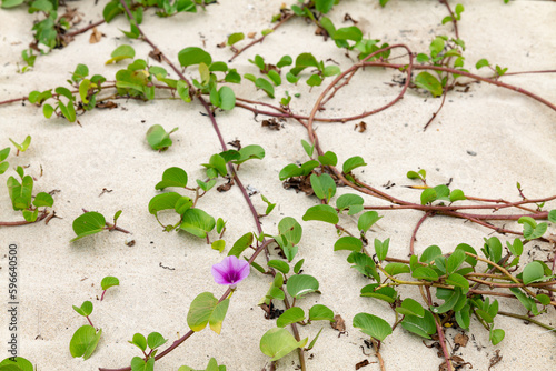 沖縄県のビーチの砂浜で咲く軍配昼顔の花 © 由香利 安澤