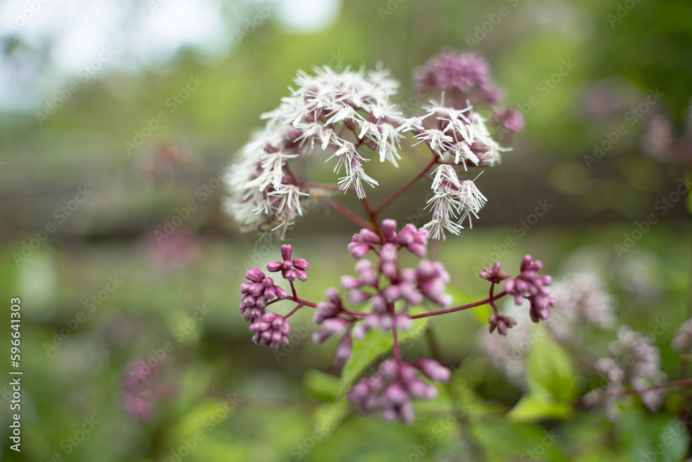 Naturally beautiful flowers bloom in the garden. Choose a focus point Naturally beautiful flowers bloom in the garden. Choose a focus point