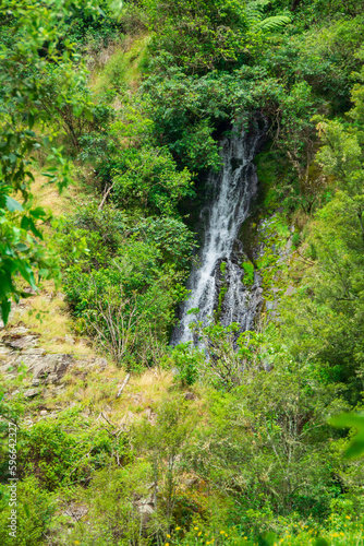 The fast flowing waterfall on the side of a forest covered cliff. Waioeka Gorge, North Island, New Zealand photo