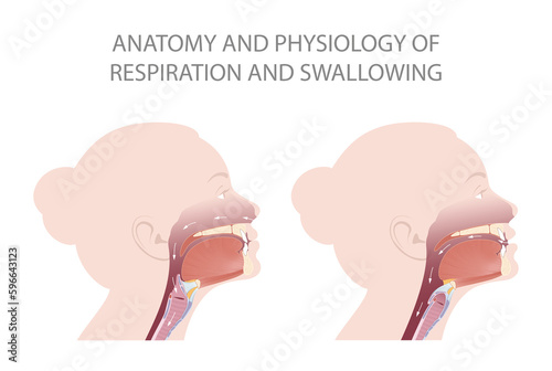 The position of the epiglottis during breathing and swallowing