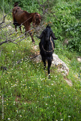 Goat grazing in forest © Seersa