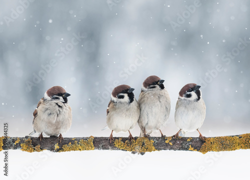 funny birds on a branch in the garden sitting under the snow