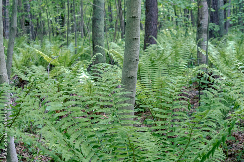 Fototapeta premium 群生するシダ（イコロの森） / Fern growing in clumps（Ikoro no Mori） 