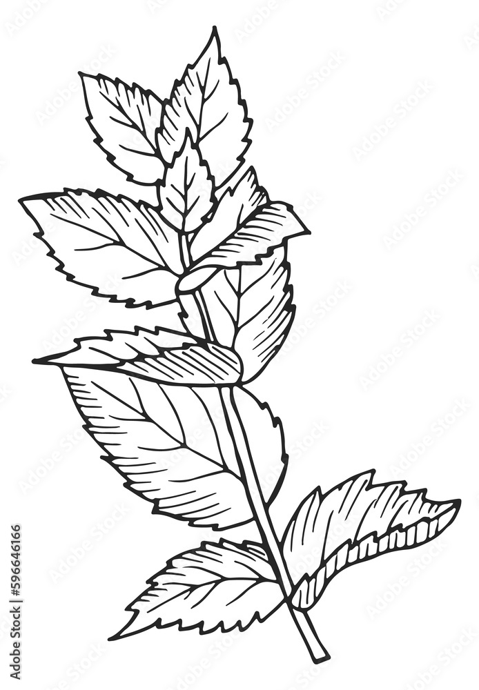 Herb botanical drawing. Growing mint. Plant illustration
