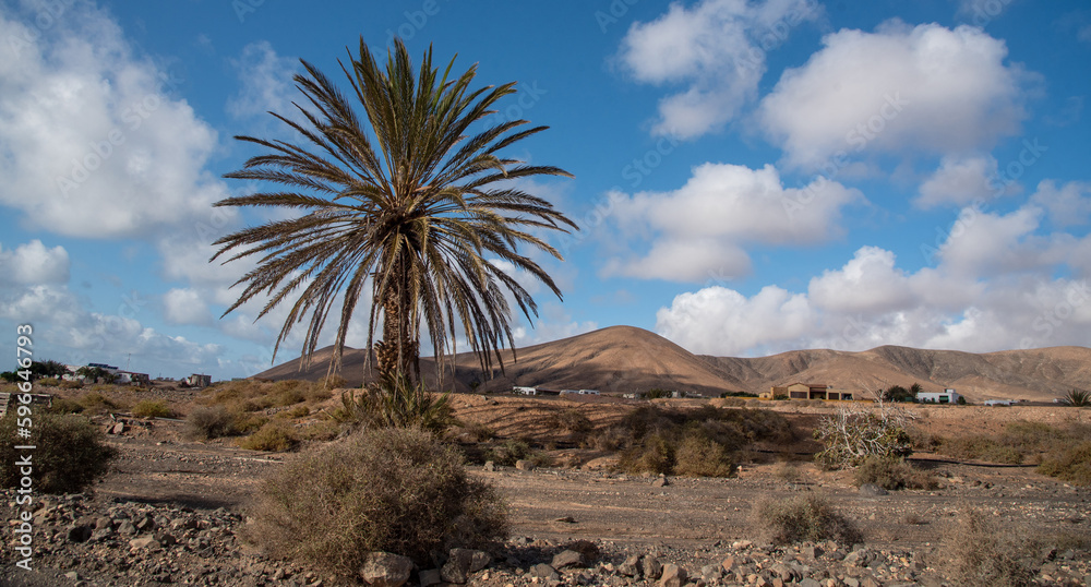 Paisaje desértico y volcánico con grandes volcanes inactivos en la parte de atrás debajo de un pequeño pueblo de casas blancas atravesado por una carretera y una palmera en el medio en Fuerteventura 