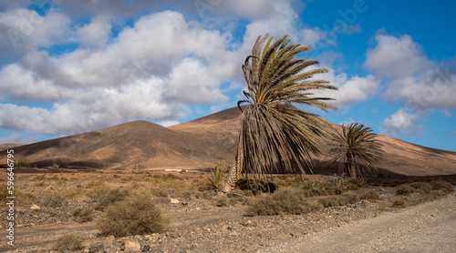 Impresionante paisaje des  rtico y volc  nico con una gran palmera en el medio soplada por el viento y en la parte trasera dos volcanes inactivos en un d  a soleado en la tur  stica Fuerteventura