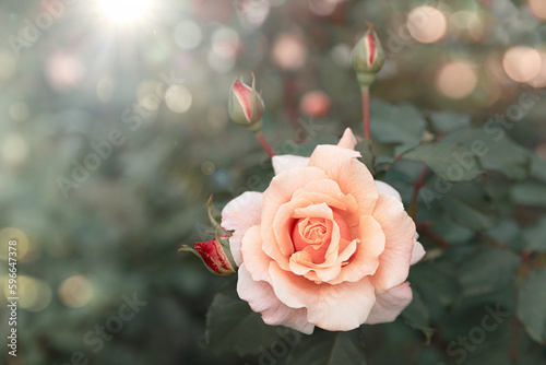 Beautiful Vintage Pastel Rose Flower