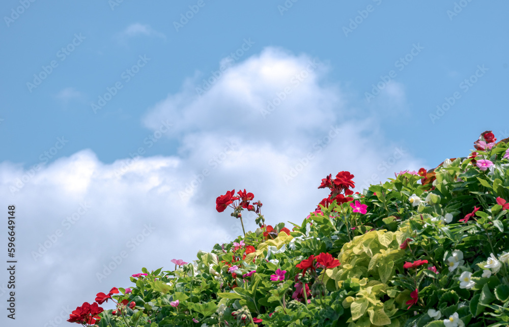 花壇と青空 / Flower bed and Blue sky 花壇と青空 / Flower bed and Blue sky