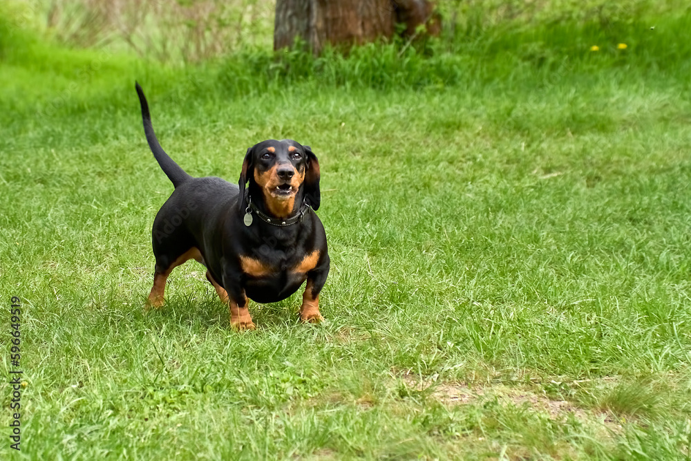 Portrait of a black marbled dachshund on a walk in the park in a clearing covered with green grass in spring or summer Portrait of a black marbled dachshund on a walk in the park in a clearing covered with green grass in spring or summer