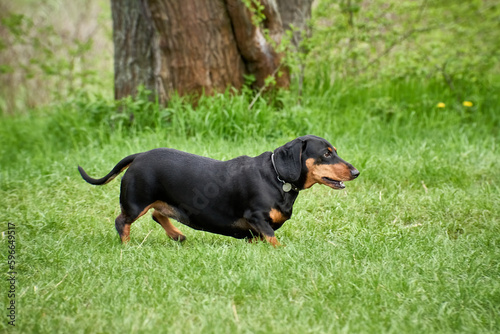 Portrait of a black marbled dachshund on a walk in the park in a clearing covered with green grass in spring or summer