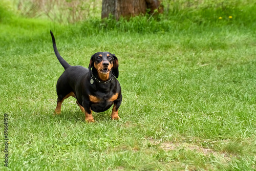 Portrait of a black marbled dachshund on a walk in the park in a clearing covered with green grass in spring or summer