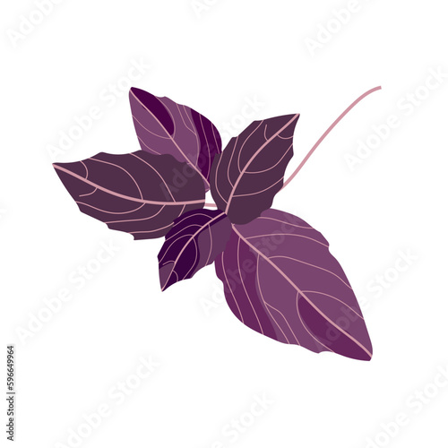 Purple basil isolated on white background. Vector illustration.
