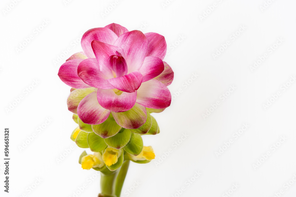 Closeup view of colorful green, purple pink and yellow flower of curcuma aromatica or wild turmeric isolated on white background