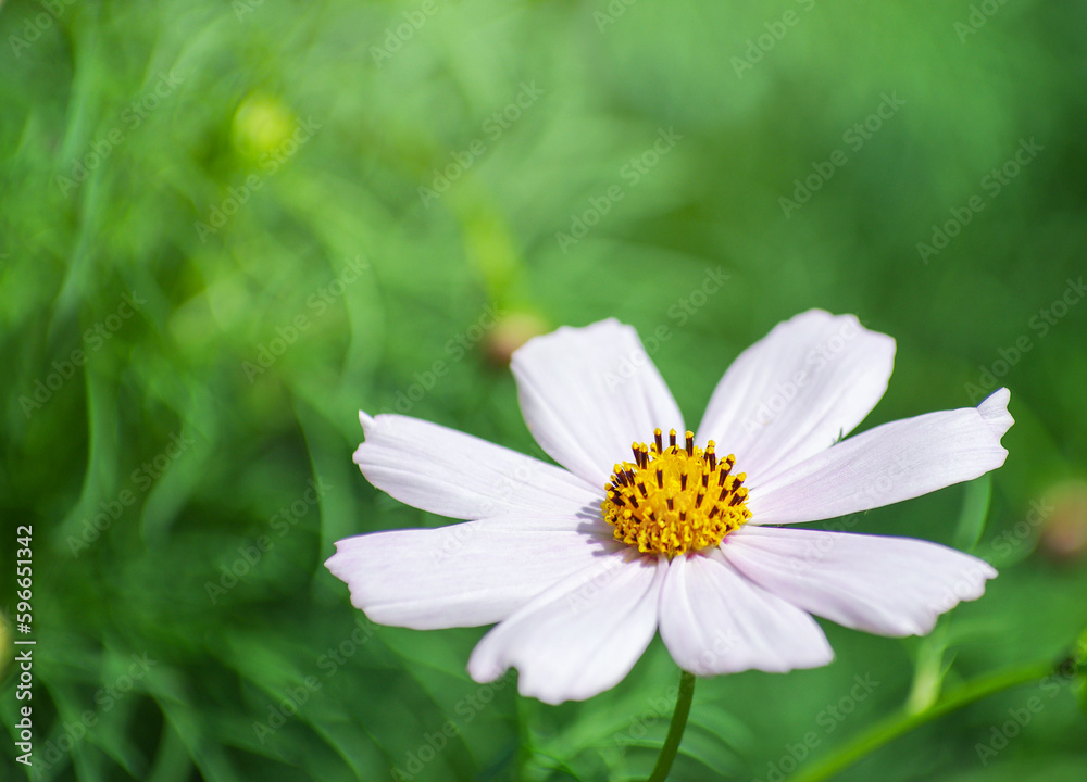 Field of cosmos flower background Field of cosmos flower background