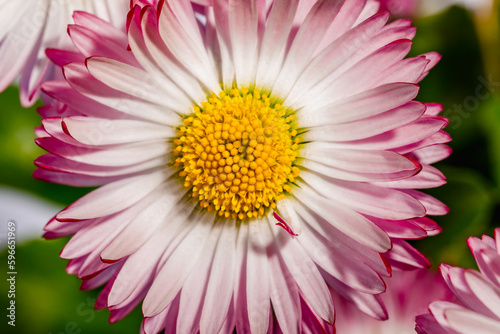 Daisy flower close up. Shallow depth of field.