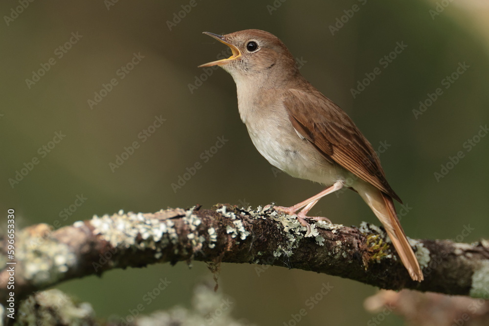 Fototapeta premium Common Nightengale.