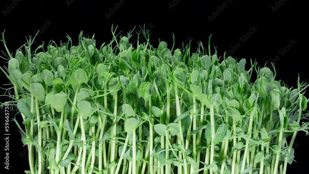 Green Pea Germination Moves In Time Lapse. Micro Greens Seedling For