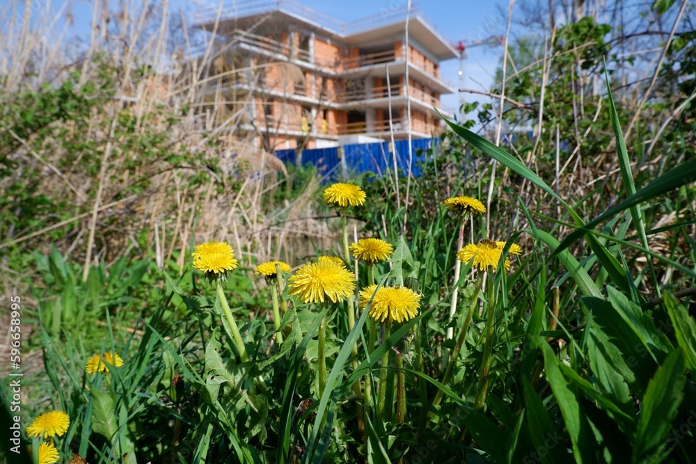 yellow spring dandelion flowers in front of a construction site in Budapest suburb, Hungary yellow spring dandelion flowers in front of a construction site in Budapest suburb, Hungary