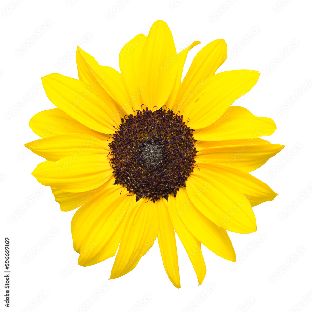 Sonnenblume. Isolierter Hintergrund.
Freigestelltes Bild von einer gelben Sonnenblume.
Hintergrund für Tapeten, Einladungen, Leinwandbilder, Grußkarten etc. Sonnenblume. Isolierter Hintergrund.
Freigestelltes Bild von einer gelben Sonnenblume.
Hintergrund für Tapeten, Einladungen, Leinwandbilder, Grußkarten etc.