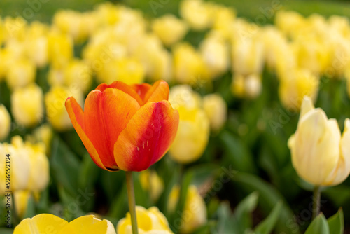 An orange tulip is alone in a yellow tulip garden.