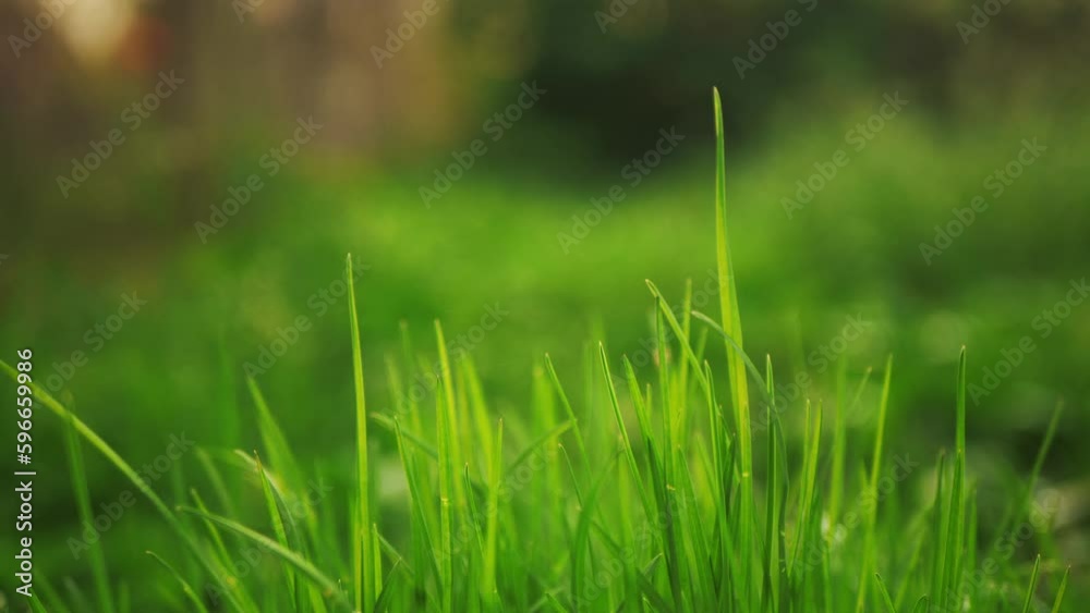 a meadow of fresh green grass, raw grass on the background of sun rays, wet grass after rain with a close-up shot, camera movement along the raw grass, sun rays falling on the meadow a meadow of fresh green grass, raw grass on the background of sun rays, wet grass after rain with a close-up shot, camera movement along the raw grass, sun rays falling on the meadow