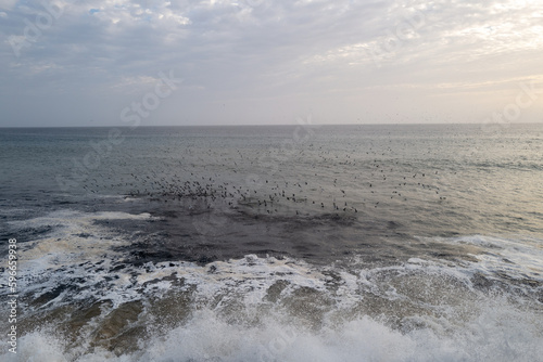 une vue marine o   les vagues s   crasent sur le rivage pendant que des oiseaux d  vorent des poissons