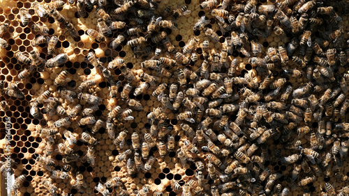 Apiculture, apiculteur, abeilles et miel