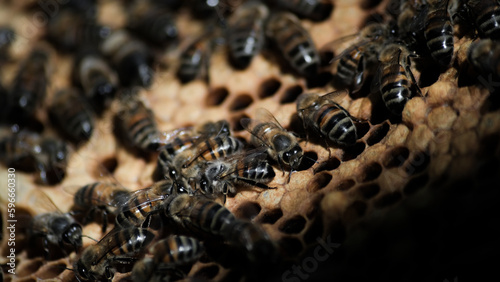 Apiculture, apiculteur, abeilles et miel photo