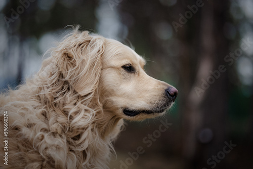 Golden Doodle 