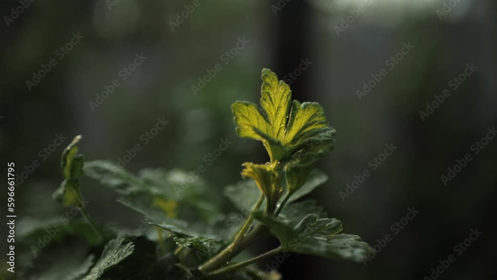 green gooseberry leaves on a neutral natural background, gooseberry leaves in the rays of the sun, fresh wet green leaves. Saturated green colors of spring. green gooseberry leaves on a neutral natural background, gooseberry leaves in the rays of the sun, fresh wet green leaves. Saturated green colors of spring.