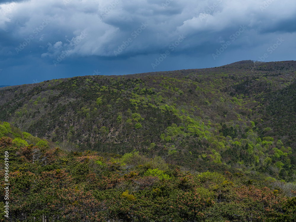 Naklejka premium green forest on the hills side